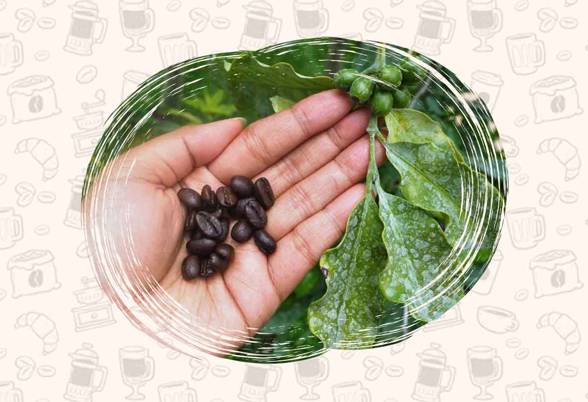خرید قهوه عربیکا اوگاندا