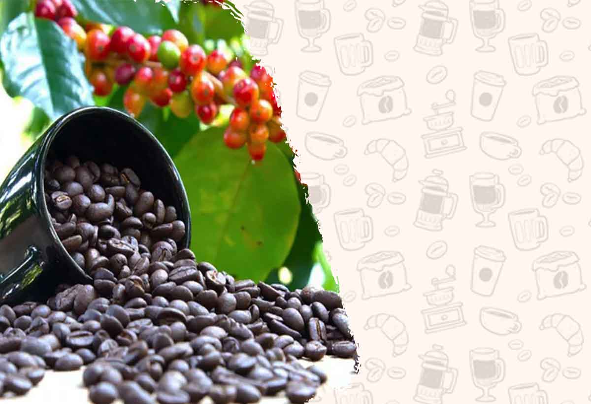 قیمت قهوه عربیکا اوگاندا