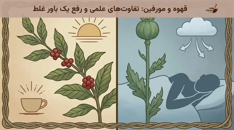 قهوه و مورفین: تفاوتهای علمی و رفع یک باور غلط