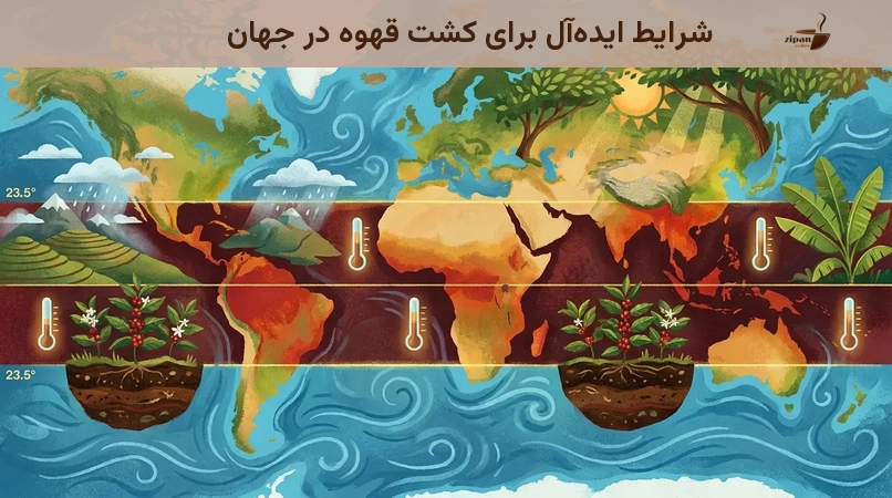 شرایط ایدهآل برای کشت قهوه در جهان