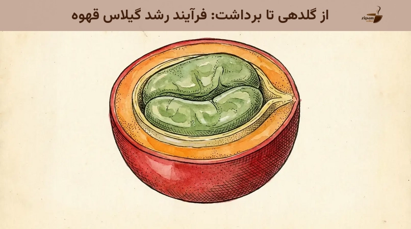 از گلدهی تا برداشت: فرآیند رشد گیلاس قهوه