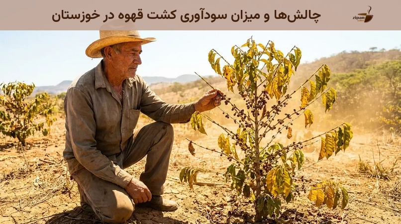 چالش‌ها و میزان سودآوری کشت قهوه در خوزستان