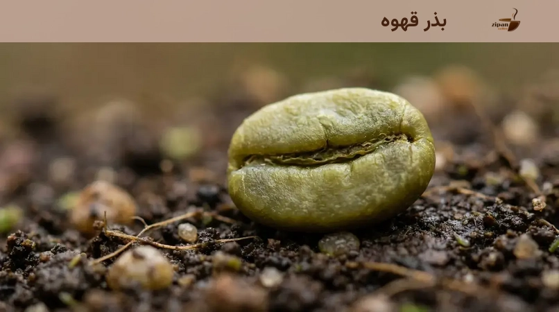 بذر قهوه