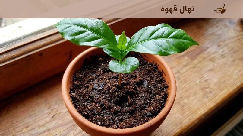 نهال قهوه