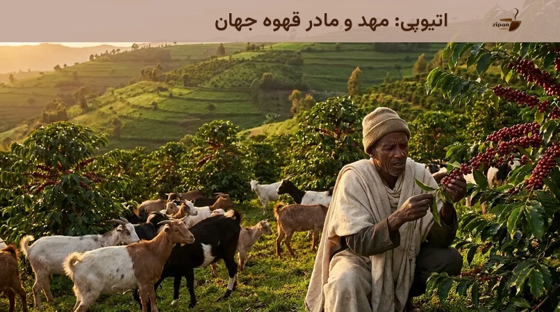 اتیوپی: مهد و مادر قهوه جهان