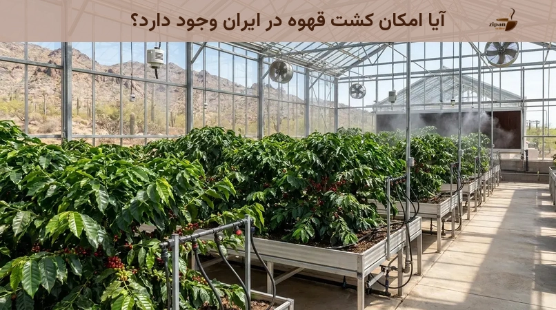 آیا امکان کشت قهوه در ایران وجود دارد؟