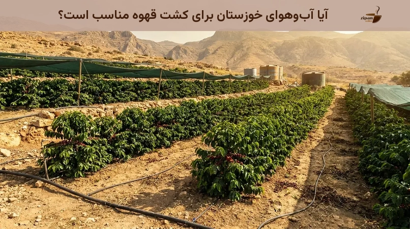 آیا آب‌وهوای خوزستان برای کشت قهوه مناسب است؟