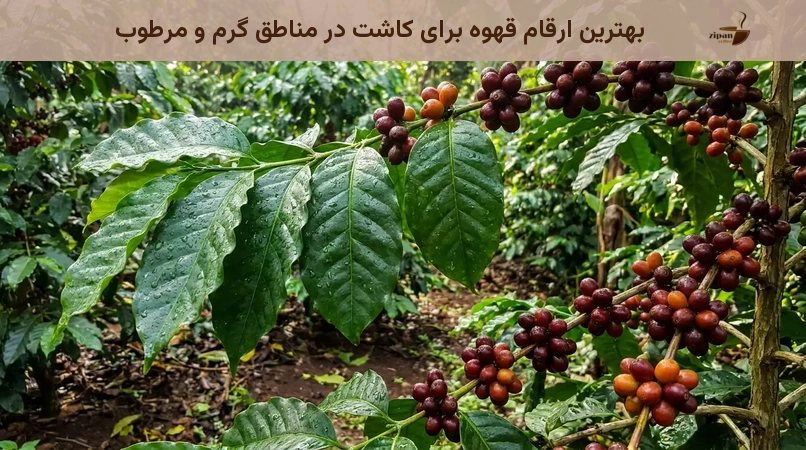 بهترین ارقام قهوه برای کاشت در مناطق گرم و مرطوب