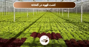 کشت قهوه در گلخانه