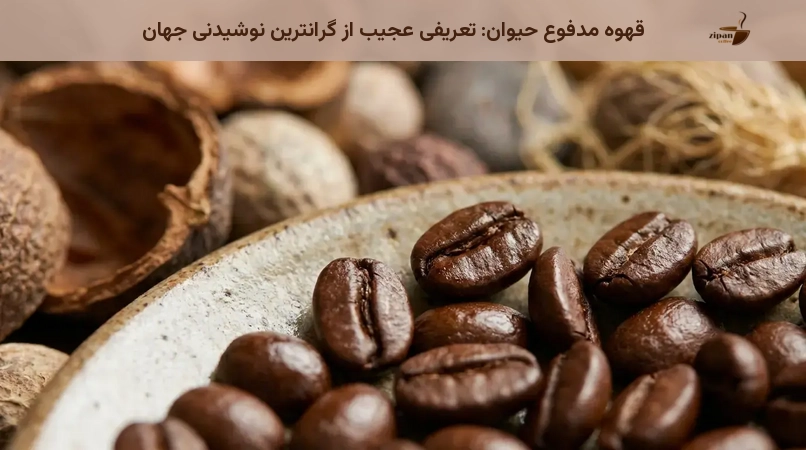 قهوه مدفوع حیوان: تعریفی عجیب از گرانترین نوشیدنی جهان