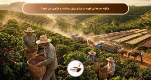 چگونه صدها تن قهوه در مزارع برزیل برداشت و فرآوری می شود؟