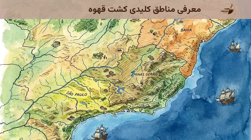 معرفی مناطق کلیدی کشت قهوه