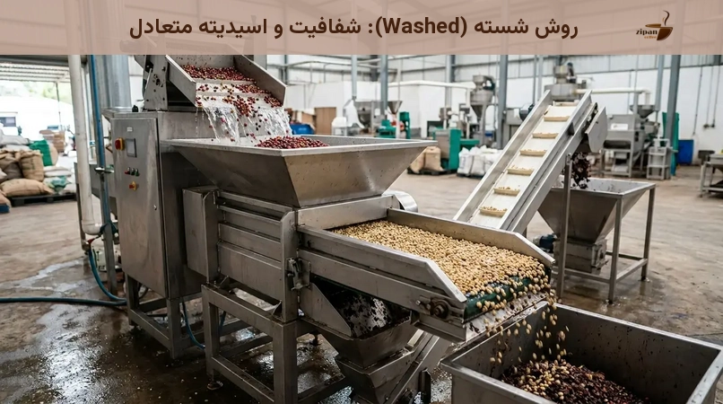 روش شسته (Washed): شفافیت و اسیدیته متعادل