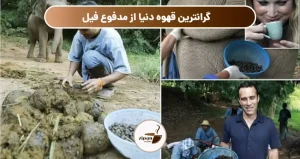 گرانترین قهوه دنیا از مدفوع فیل