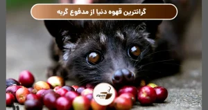 گرانترین قهوه دنیا از مدفوع میمون