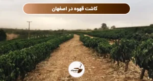 کاشت قهوه در اصفهان