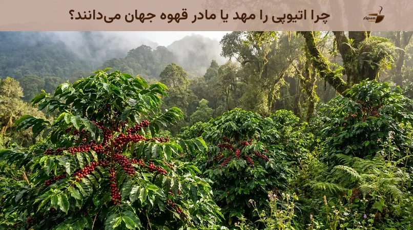 چرا اتیوپی را مهد یا مادر قهوه جهان میدانند؟