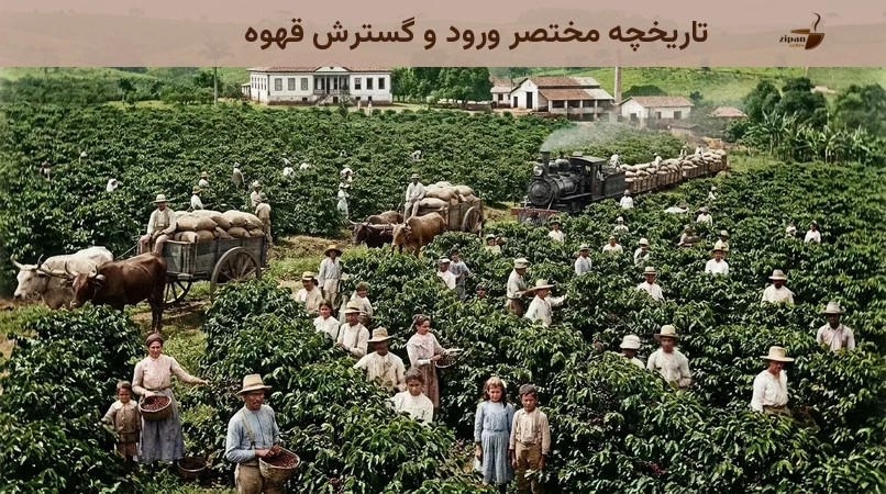 تاریخچه مختصر ورود و گسترش قهوه
