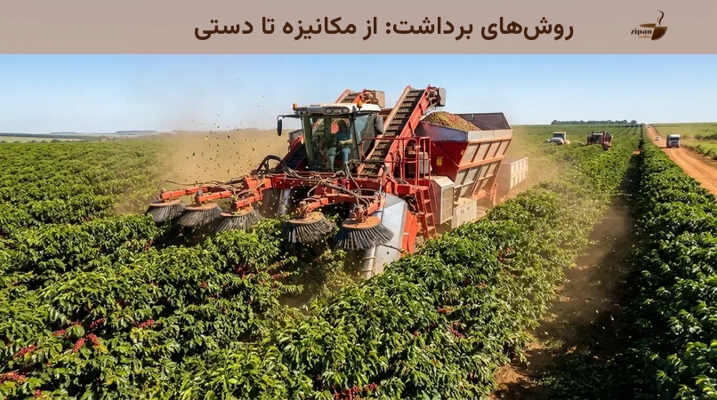 روشهای برداشت: از مکانیزه تا دستی
