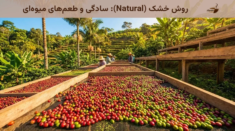 روش خشک (Natural): سادگی و طعمهای میوهای
