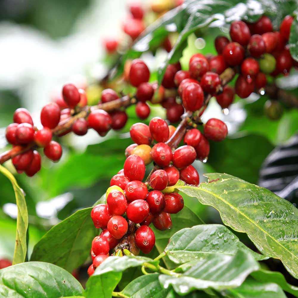 قیمت و خرید عمده قهوه روبوستا چری AA
