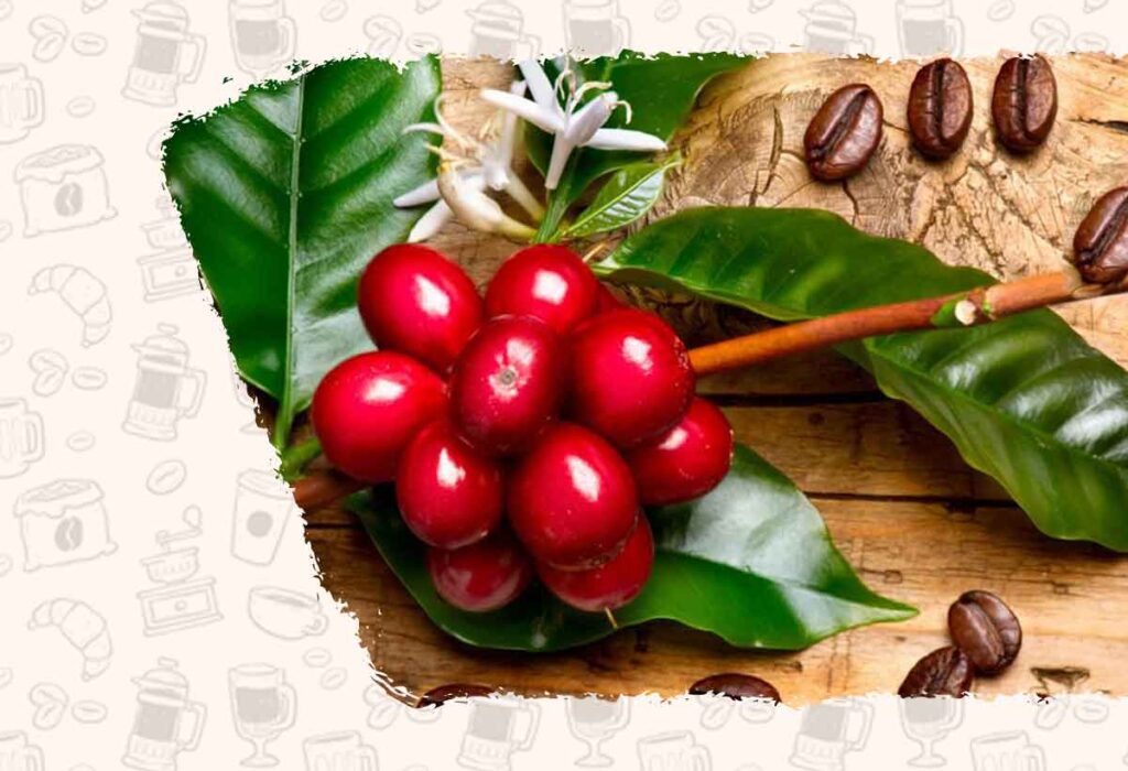 قیمت خرید قهوه عربیکا اوگاندا